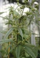 Des plantes de cannabis mâles 